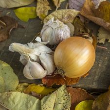 Autumn Still Life Stock Photography Autumn Still Life Stock Photography