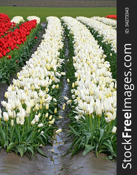 Rows of red and white tulips