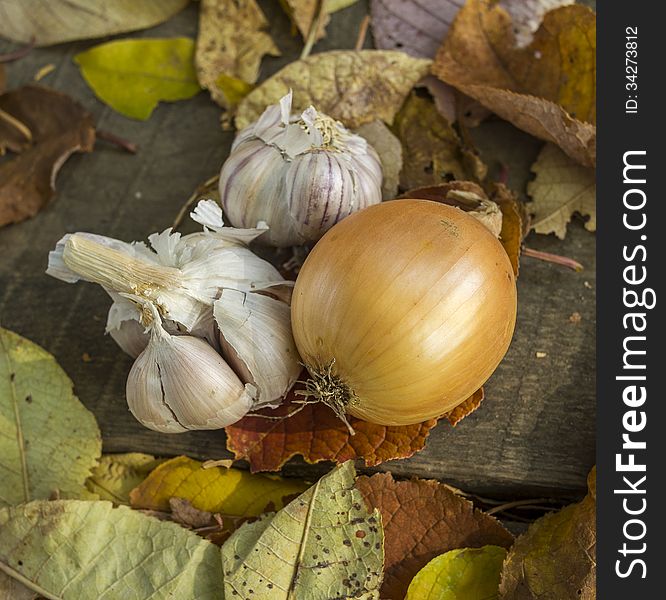 Autumn still life with onion and garlic