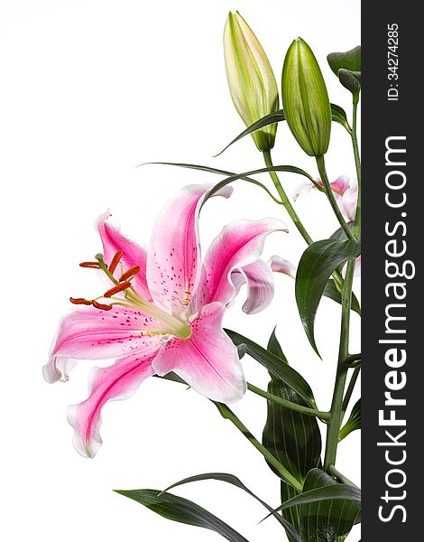 Pink Lily flower with buds on white background