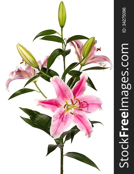 Pink Lily flower on white background