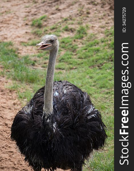 Ostrich (Struthio camelus) in the zoo