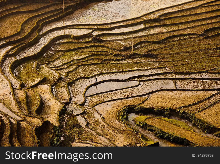 Farmer walking Along Paddle Rice Fields