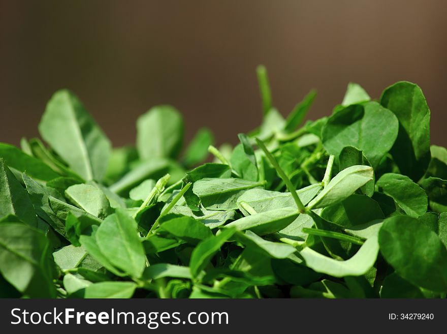 Green fresh fenugreek leaves also called as Methi leaves in India. Green fresh fenugreek leaves also called as Methi leaves in India