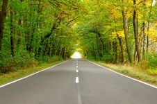 The Road Through The Forest. Stock Images