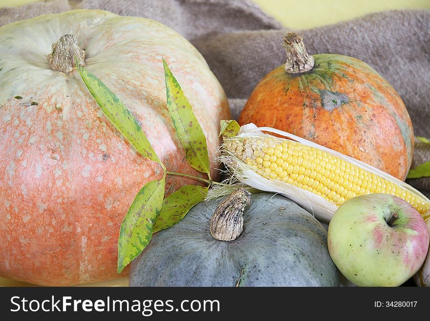 Pumpkins, corn, apple on a natural background frame. Pumpkins, corn, apple on a natural background frame