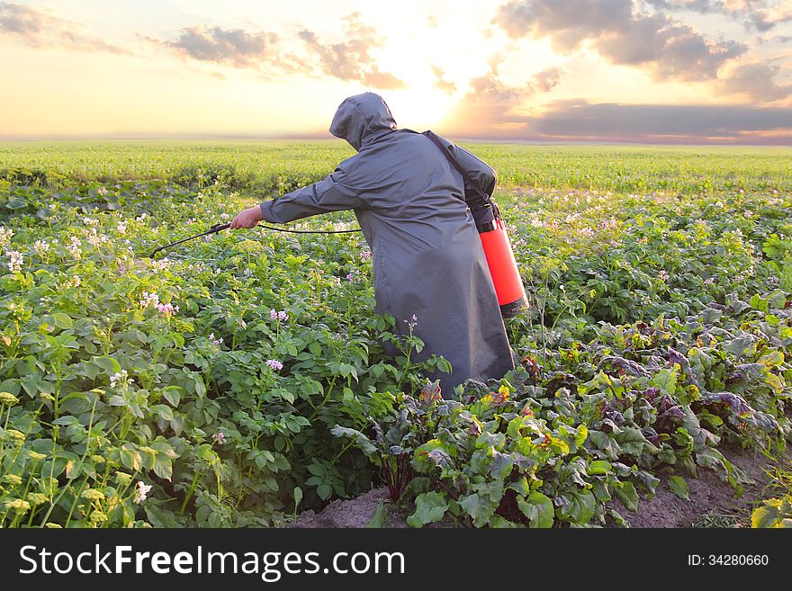 Gardener Spraying Potatoes