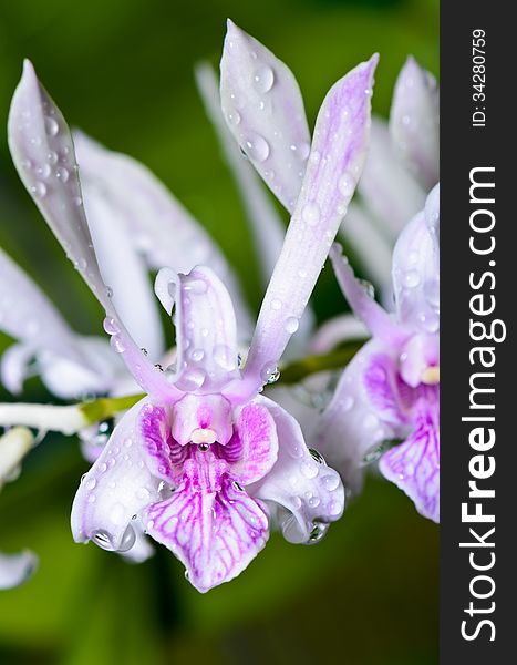 Dendrobium orchid hybrids is white with pink stripes.