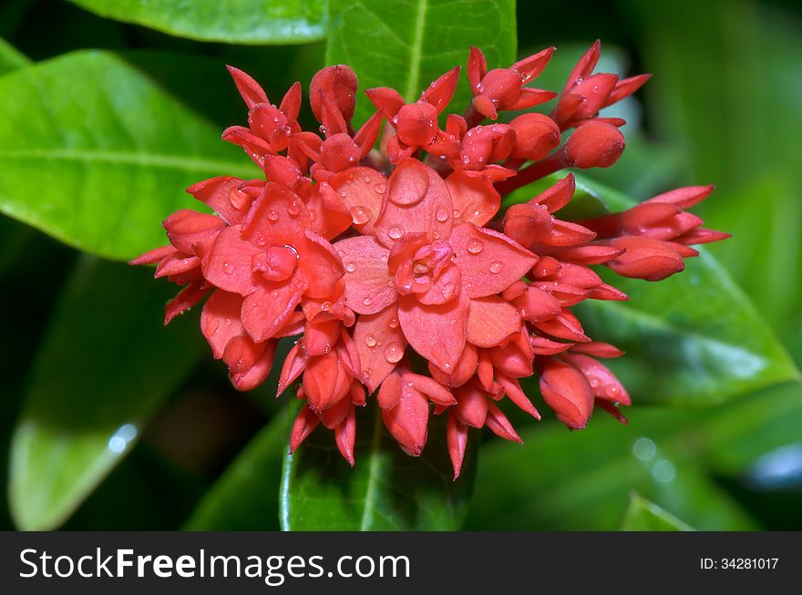 Red flower of Ixora chinensis Lamk ( West Indian Jasmine ) smaller than normal in Thailand. Red flower of Ixora chinensis Lamk ( West Indian Jasmine ) smaller than normal in Thailand