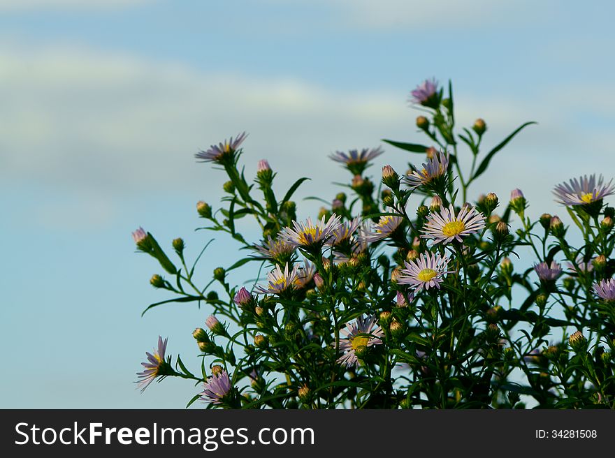 Beautiful Michaelmas daisy flowers with blue sky behind. Beautiful Michaelmas daisy flowers with blue sky behind.