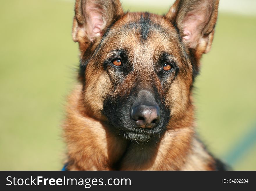 Close up of a German Shepherd dog's face. Alert bright eyes.