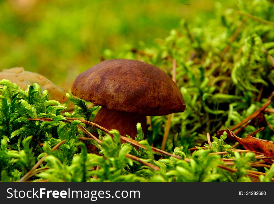 The photograph shows the fungus from bolete species during the growing season in its natural habitat. The photograph shows the fungus from bolete species during the growing season in its natural habitat.