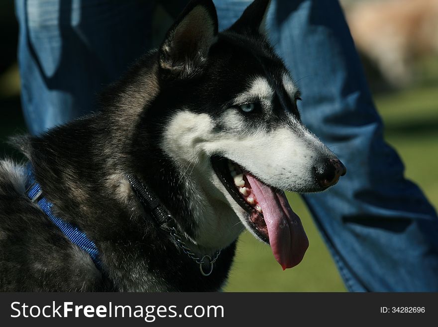 A Husky dog being walked by it's owner. Close up of the face