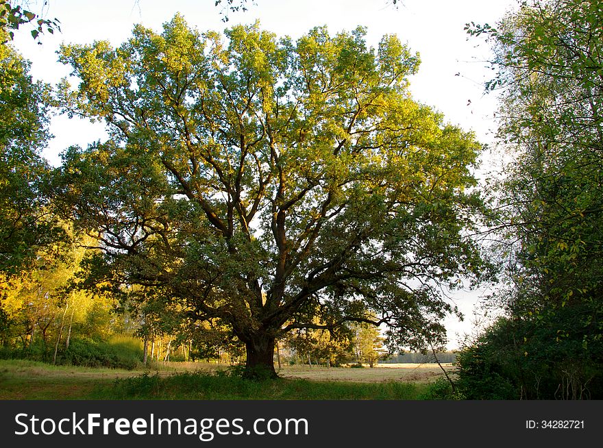 The photograph shows an old, tall, a spreading oak. The branches are green leaves. The photograph shows an old, tall, a spreading oak. The branches are green leaves.