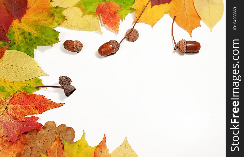 Autumn leaves building a bow-shaped border