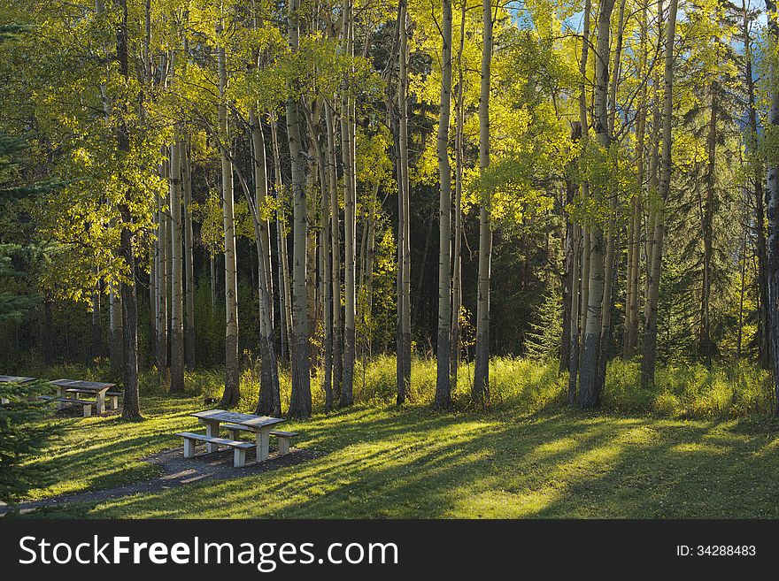 Aspen Trees And Picnic Tables In Fall