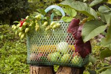 Autumn Basket Stock Images Autumn Basket Stock Images