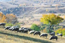 Dam Autumn In Inner Mongolia Royalty Free Stock Image Dam Autumn In Inner Mongolia Royalty Free Stock Image