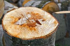 Close Up Of A Sliced Tree Royalty Free Stock Photo Close Up Of A Sliced Tree Royalty Free Stock Photo