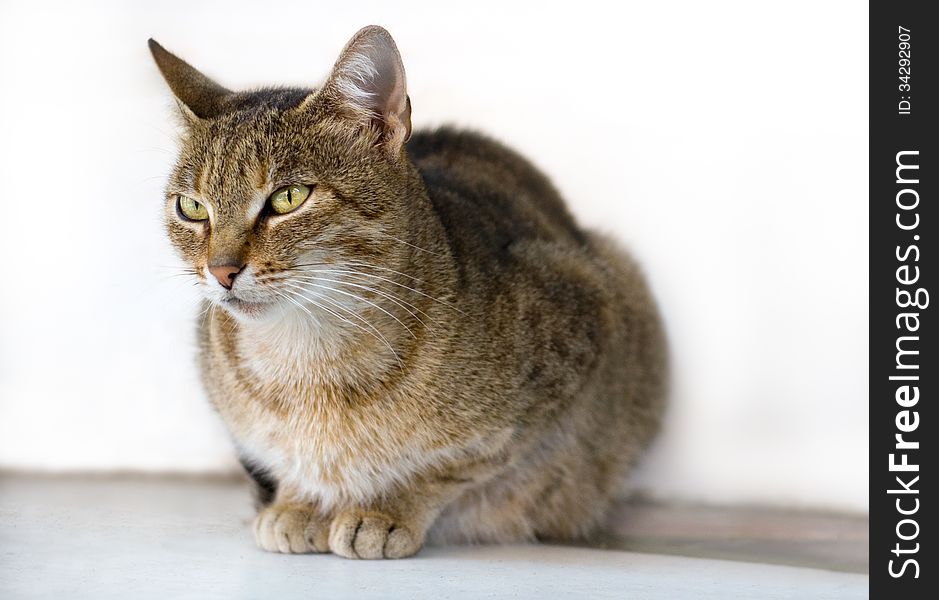 Portrait of a cat on the street