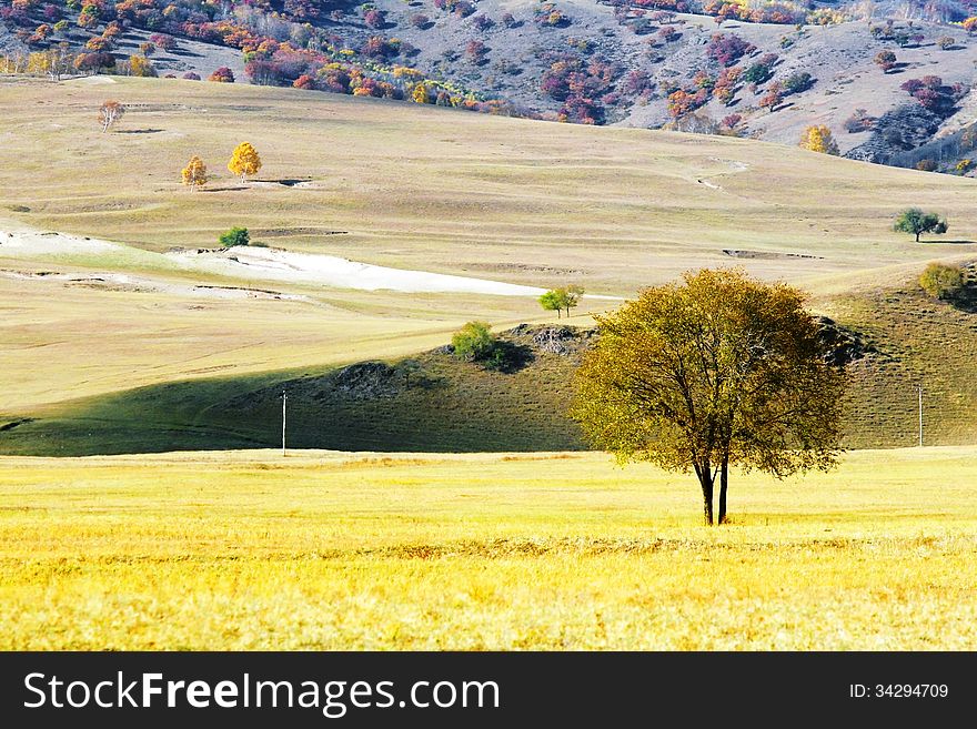 Dam is a golden autumn in Inner Mongolia, which is a very beautiful scenery, it is also a harvest season. Dam is a golden autumn in Inner Mongolia, which is a very beautiful scenery, it is also a harvest season.