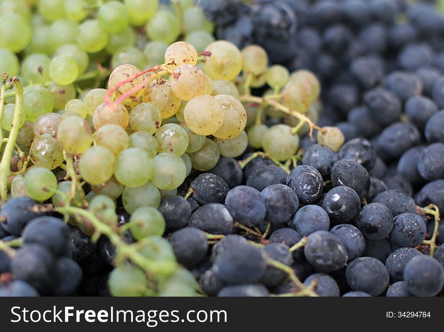 Fresh black and green grapes on focus. Fresh black and green grapes on focus