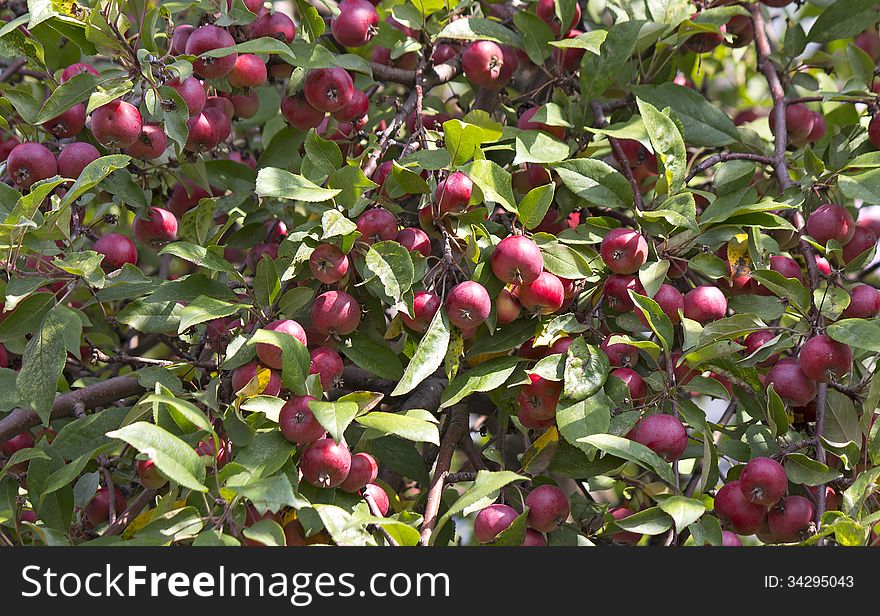 Plenty Of Ripe Red Apples On A Tree