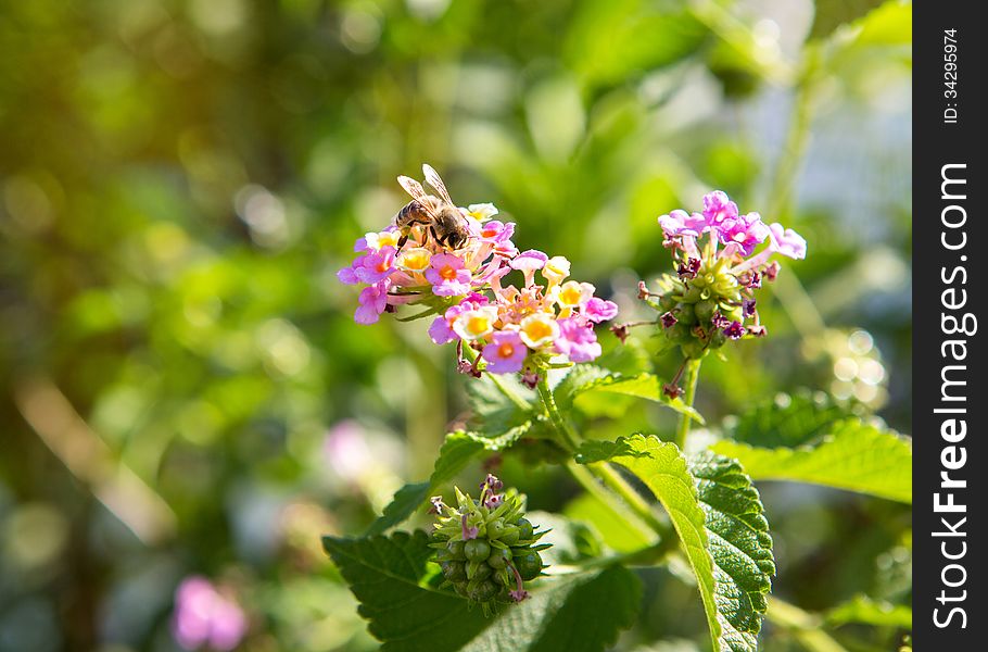 Bee on a bright flower collects honey and pollinating plant. Bee on a bright flower collects honey and pollinating plant