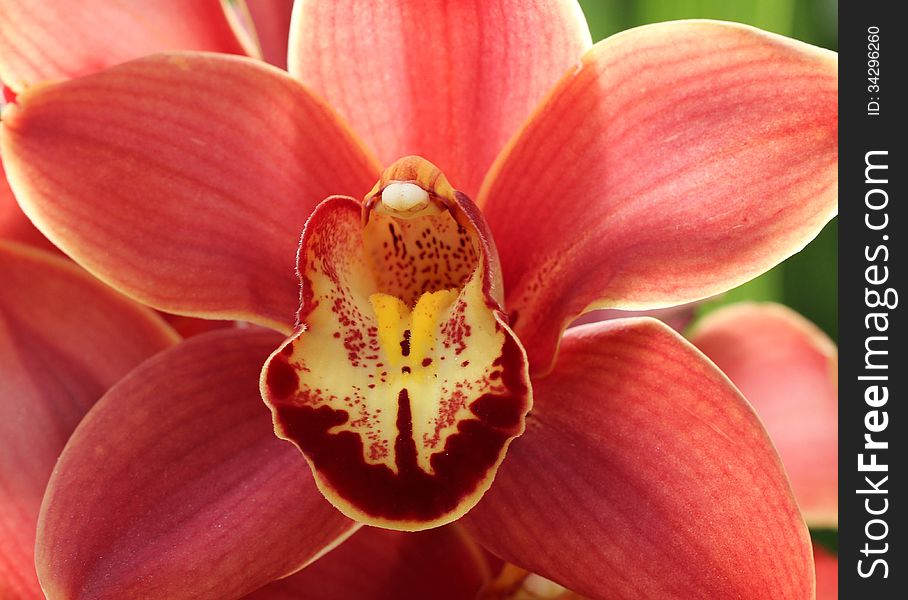 Close-up of beautiful red Orchid flower, bloomed in spring. Close-up of beautiful red Orchid flower, bloomed in spring.