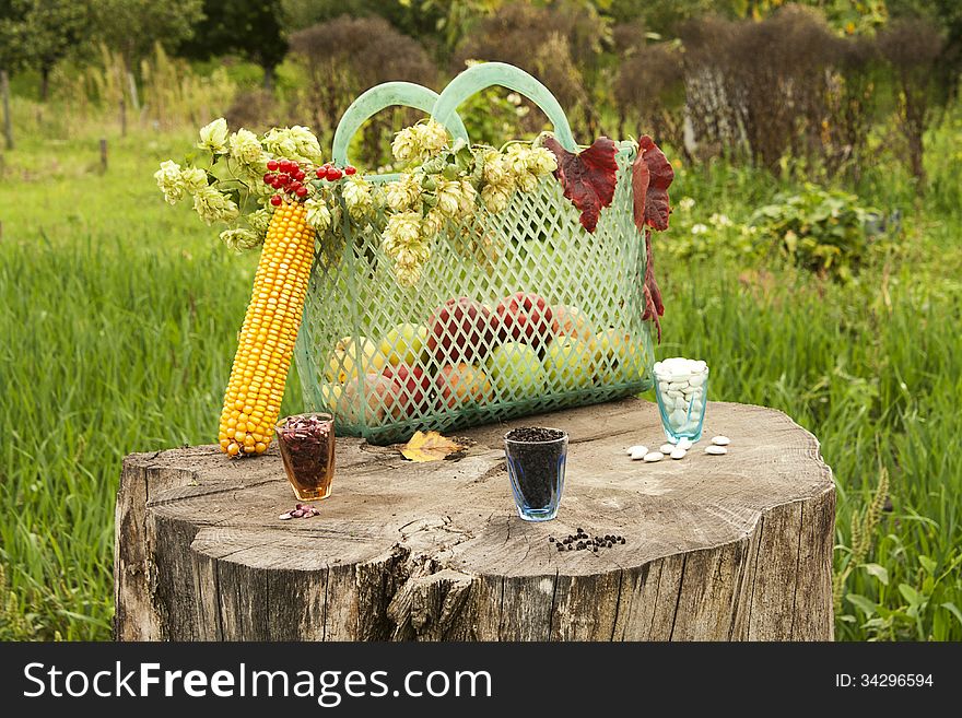 Seed and corn on colorful autumn background. Seed and corn on colorful autumn background