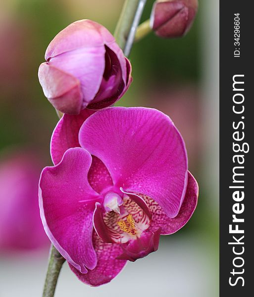 Close-up of beautiful pink Orchid flower, bloomed in spring. Close-up of beautiful pink Orchid flower, bloomed in spring.