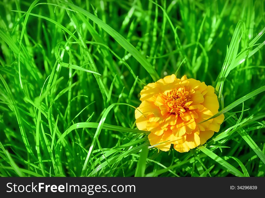 Photo flower on a green background on a grass background macro. Photo flower on a green background on a grass background macro