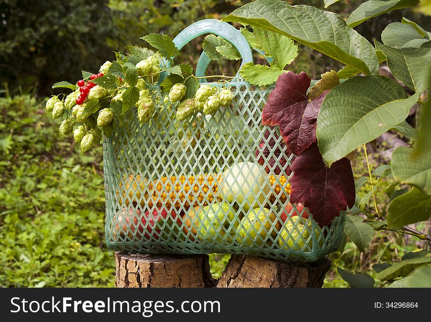 Basket with fruits and vegetables in autumn garden. Basket with fruits and vegetables in autumn garden