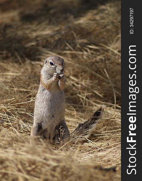 Cute little ground squirrel in Etosha park in Namibia. Cute little ground squirrel in Etosha park in Namibia