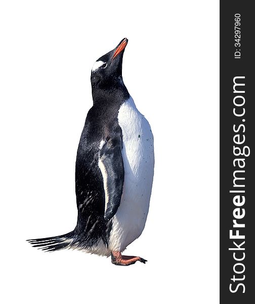 Isolated gentoo penguin