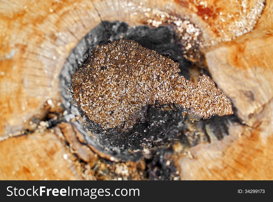 Top view of a sliced piece of wood with a hole in the middle