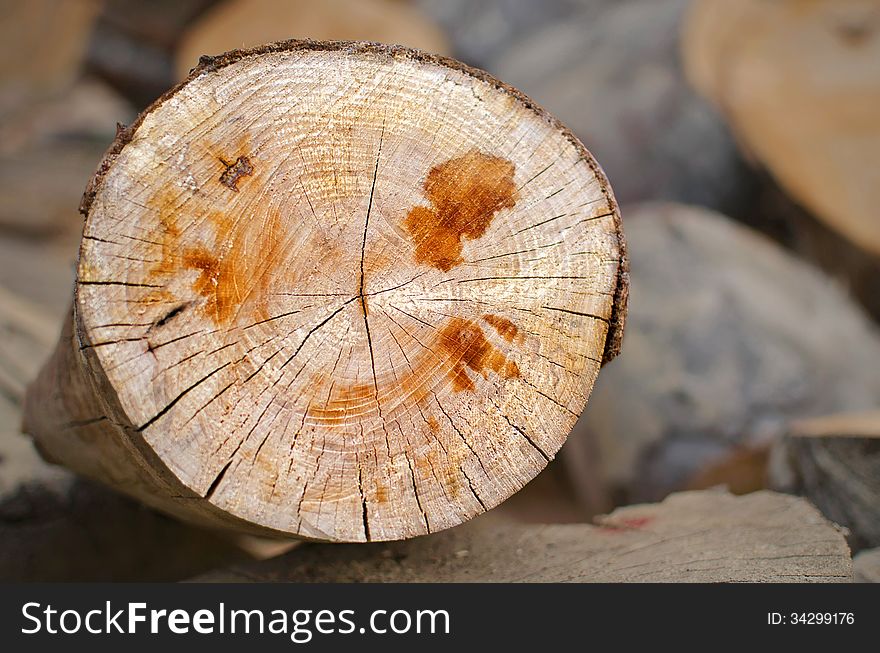 Close up of a sliced tree
