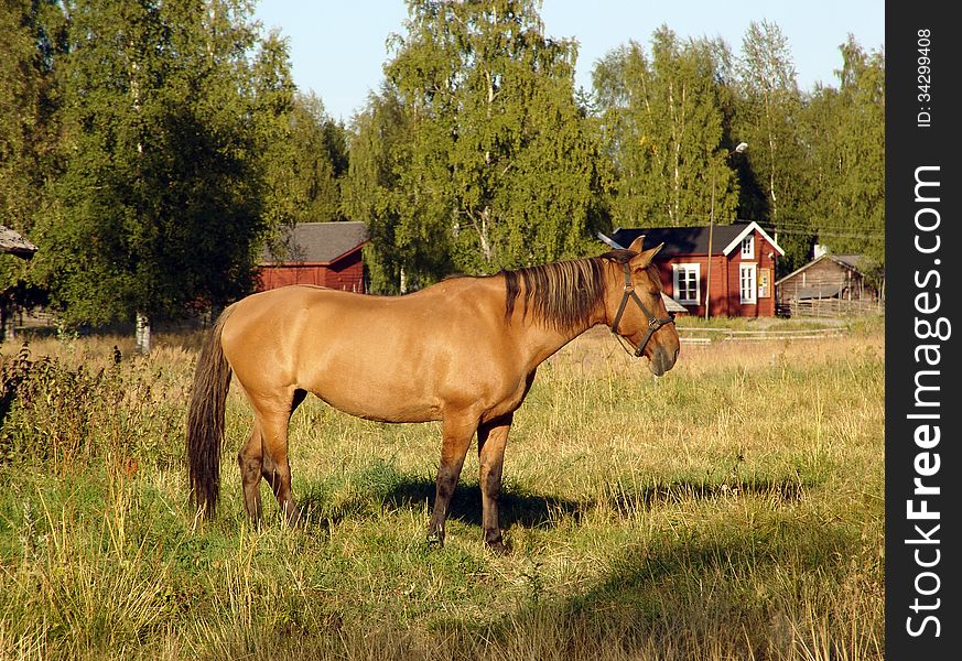 The horse who is grazing on a pasture, in the summer afternoon. The horse who is grazing on a pasture, in the summer afternoon