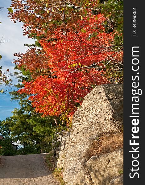 Red maple tree in full fall foliage. Red maple tree in full fall foliage