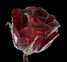 Red Rose Under Water Stock Images Red Rose Under Water Stock Images
