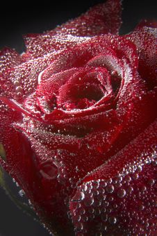 Red Rose Under Water Stock Photos Red Rose Under Water Stock Photos