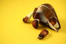 Chocolate Seashells Yellow II Stock Image Chocolate Seashells Yellow II Stock Image