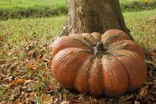 Very Large Autum Pumpkin Stock Photos Very Large Autum Pumpkin Stock Photos