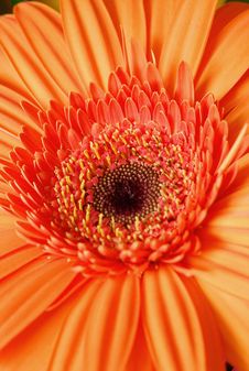 Orange Flower Stock Image Orange Flower Stock Image