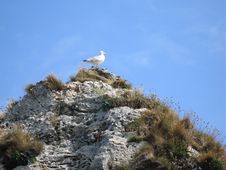 Free Bird Stock Photos Free Bird Stock Photos