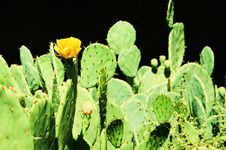 Single Yellow Cactus Flower Stock Images