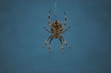 Cross Spider Royalty Free Stock Images Cross Spider Royalty Free Stock Images