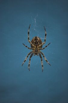 Cross Spider Stock Photo Cross Spider Stock Photo