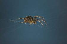 Cross Spider Royalty Free Stock Image