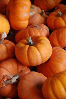 Tiny Pumpkins Stock Photography Tiny Pumpkins Stock Photography